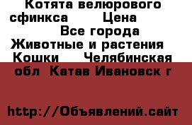 Котята велюрового сфинкса. .. › Цена ­ 15 000 - Все города Животные и растения » Кошки   . Челябинская обл.,Катав-Ивановск г.